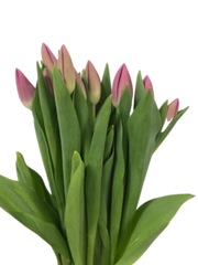 Tulip Pretty in Pink ( 10pcs/Bunch)