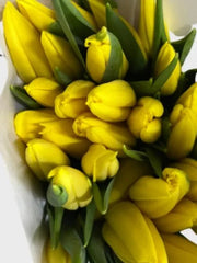 Tulips Yellow ( 10pcs/Bunch)