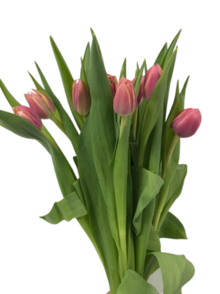 Tulip Lady Pink (10 pcs/Bunch)