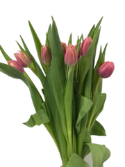 Tulip Lady Pink (10 pcs/Bunch)
