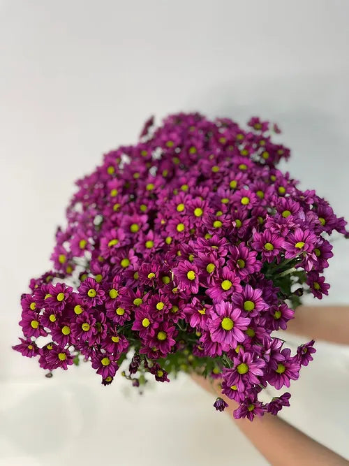 Chrysanth Santini Jytte