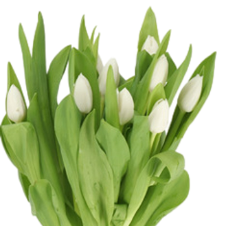Tulip White (10pcs/Bunch)
