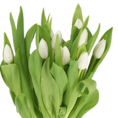 Tulip White (10pcs/Bunch)