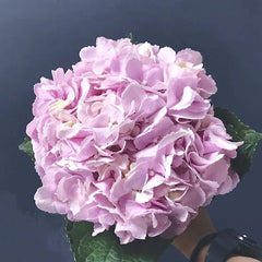 Pretty Pink Hydrangea