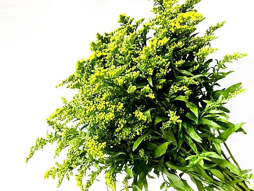 Bunch Solidgold