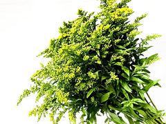 Bunch Solidgold