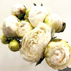 Peony White