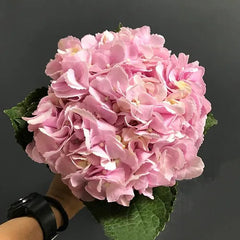 Hydrangeas