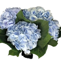 Hydrangea Powder Blue