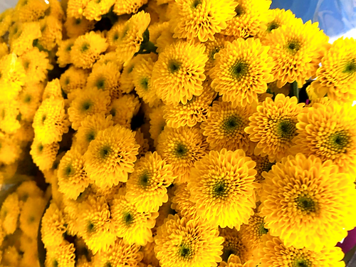 Chrysanthemum Sunny