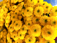 Chrysanthemum Sunny