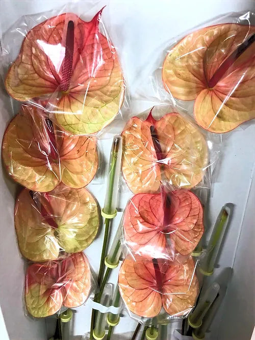 Anthurium