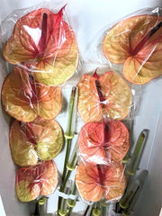 Anthurium