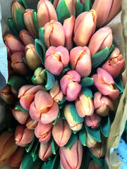 Tulip Brick