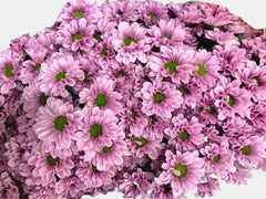 Chrysanthemum Purple
