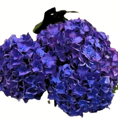 Hydrangea Dark Blue