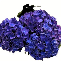 Hydrangea Dark Blue