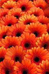 Gerbera Orange