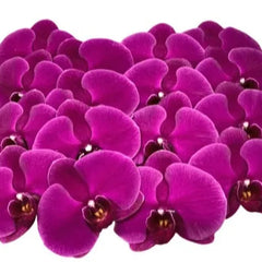 Phalaenopsis Cut Flowers