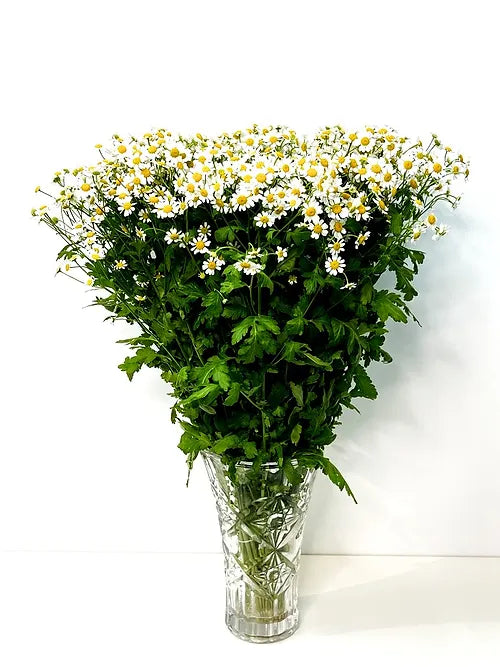 Chamomile in a Crystal Vase