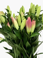 Lily Dazzling Pink ( per Piece)