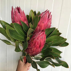 LADY PROTEA  ( 3 Stems)
