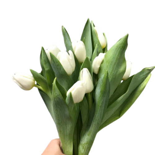 Tulip White ( 10 Stems )
