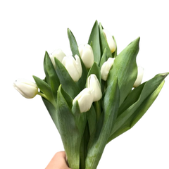Tulip White ( 10 Stems )