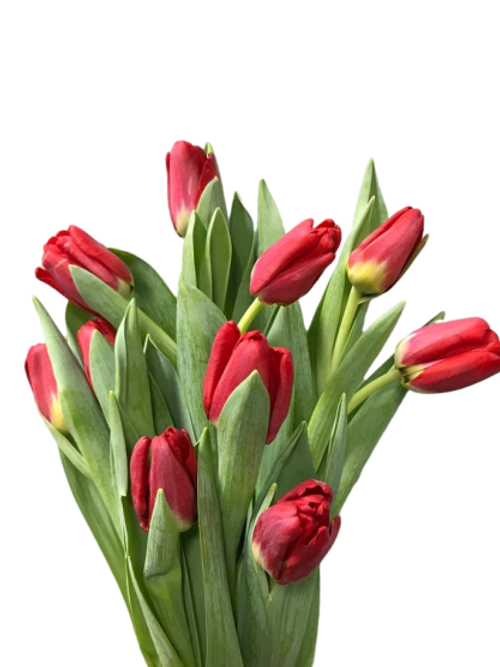 Tulip Red ( 10  Stems)