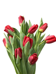 Tulip Red ( 10  Stems)
