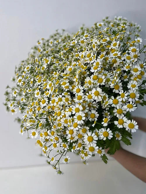 Bunch of Chamomile