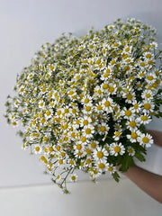 Bunch of Chamomile