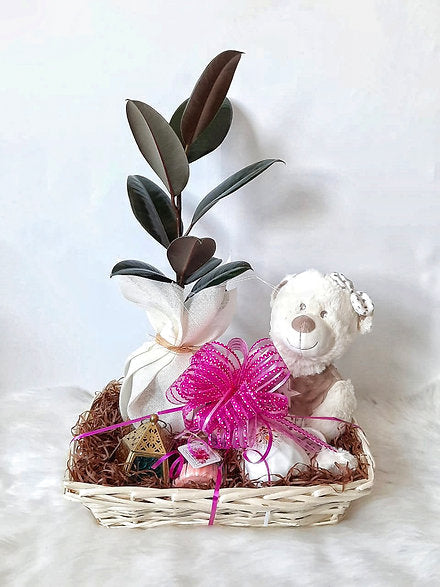 Teddy Bear and Plant Basket