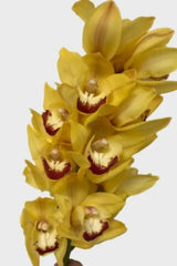 Cymbidium Cut