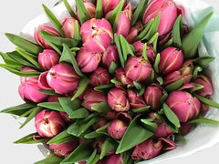 Tulip Fuschia ( per Stem)