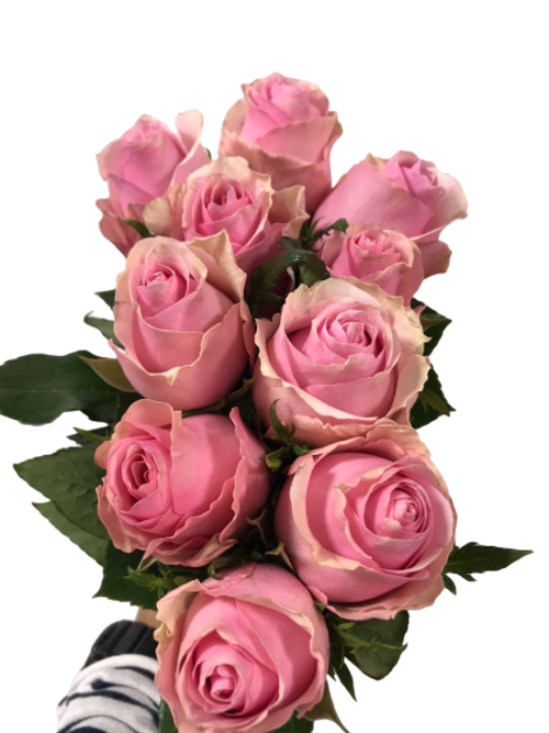 Rose Pink ( 10 Stems )