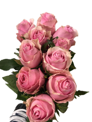Rose Pink ( 10 Stems )