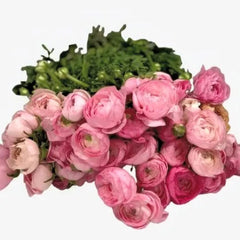 Ranunculus Pink
