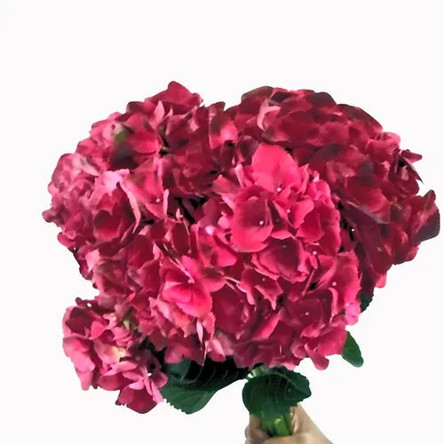 Hydrangea Fuchsia