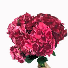 Hydrangea Fuchsia