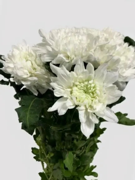Chrysanthemum White 10 stems