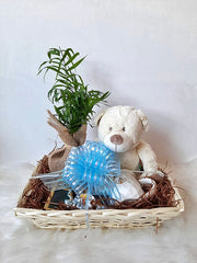 Gift Plant & Teddy II