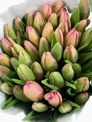 Tulip BiColor ( 10pcs /Bunch)