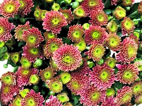 Chrysanthemum Green Pink ( 10pcs)