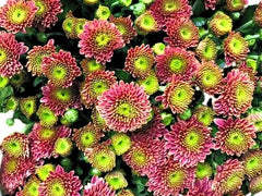 Chrysanthemum Green Pink ( 10pcs)