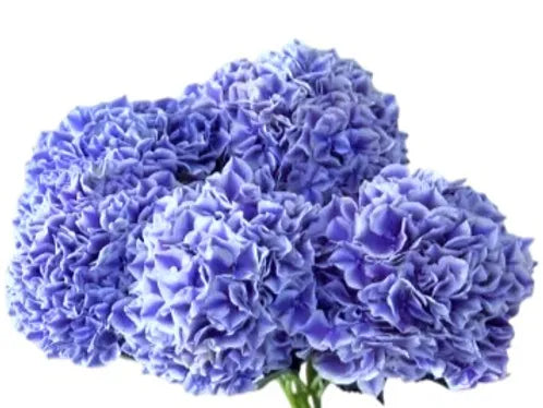 Hydrangea Cool Blue