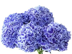 Hydrangea Cool Blue