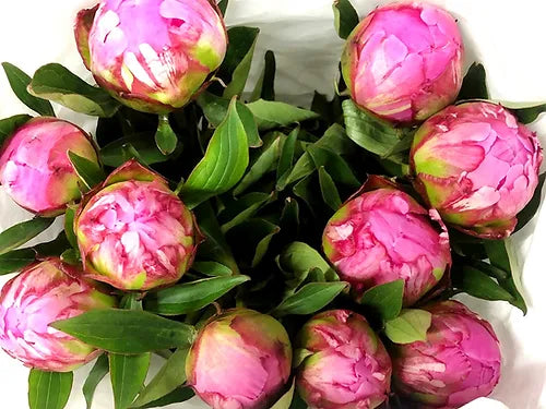 Peony Mix