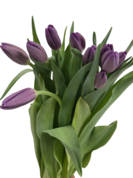Tulip Purple (10pcs/Bunch)