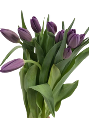 Tulip Rose Pink ( 10pcs/Bunch )